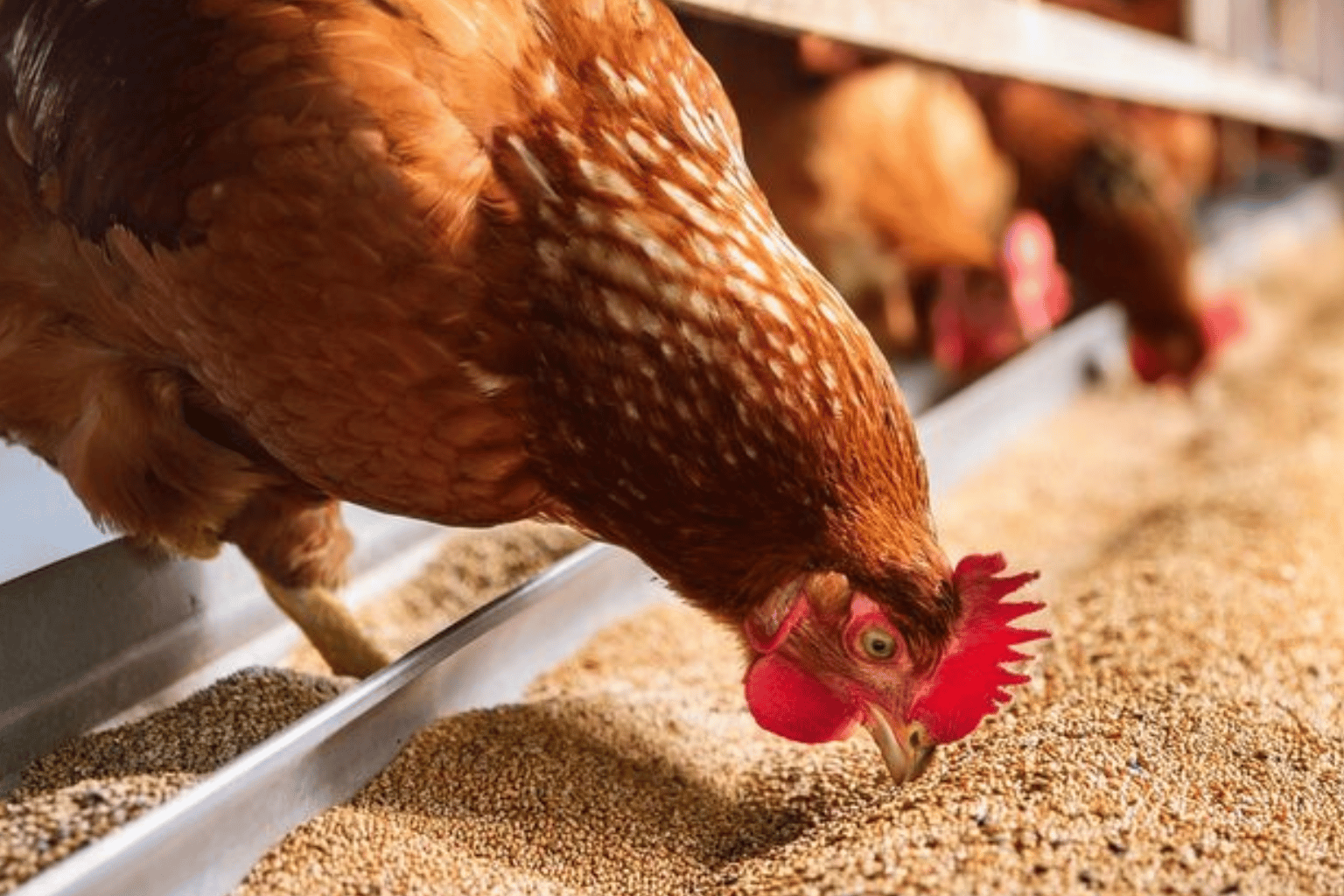 Poultry Feed Manufacturers and Suppliers in India