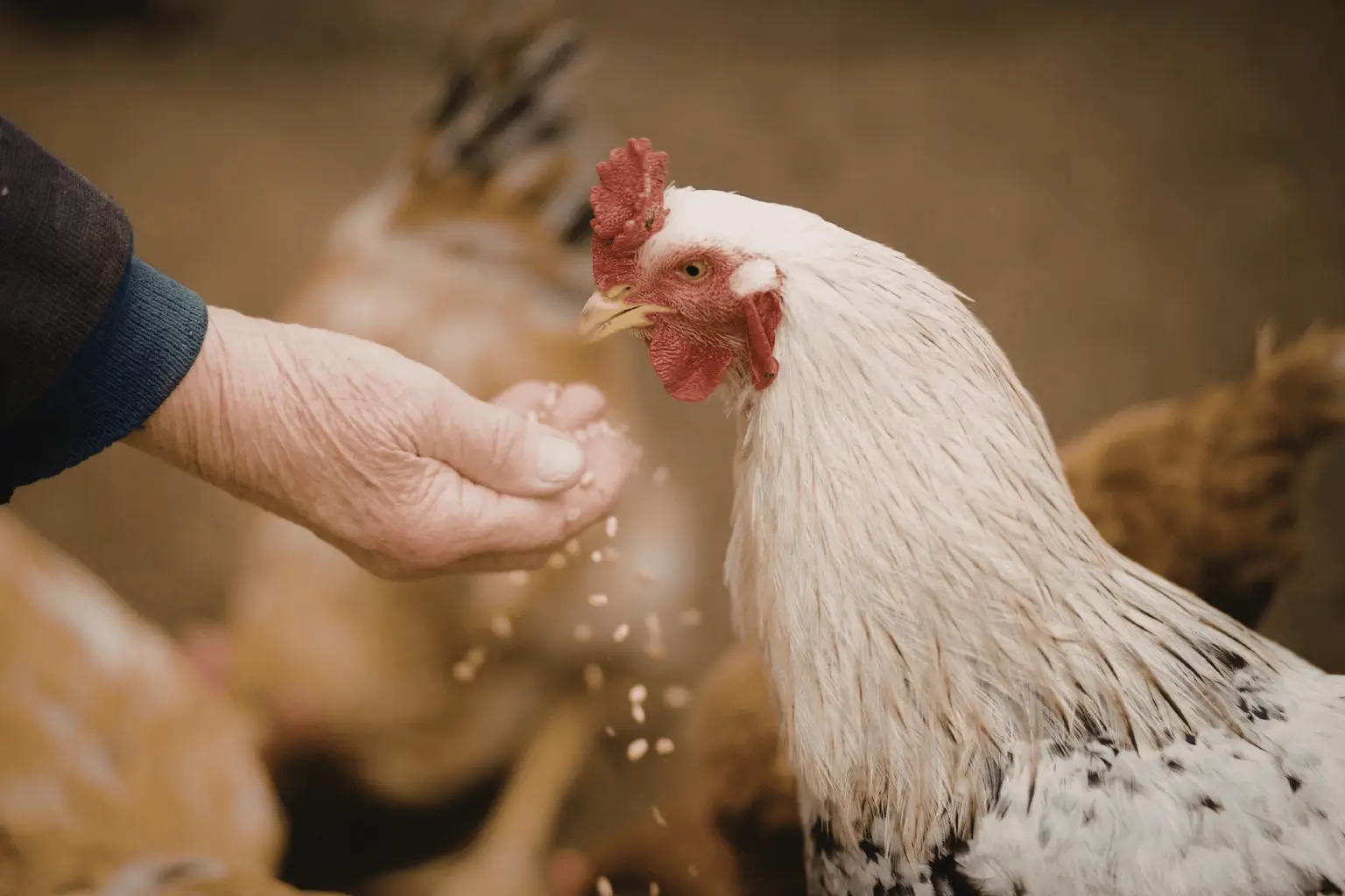 Poultry Feed Wholesalers and Suppliers in India​