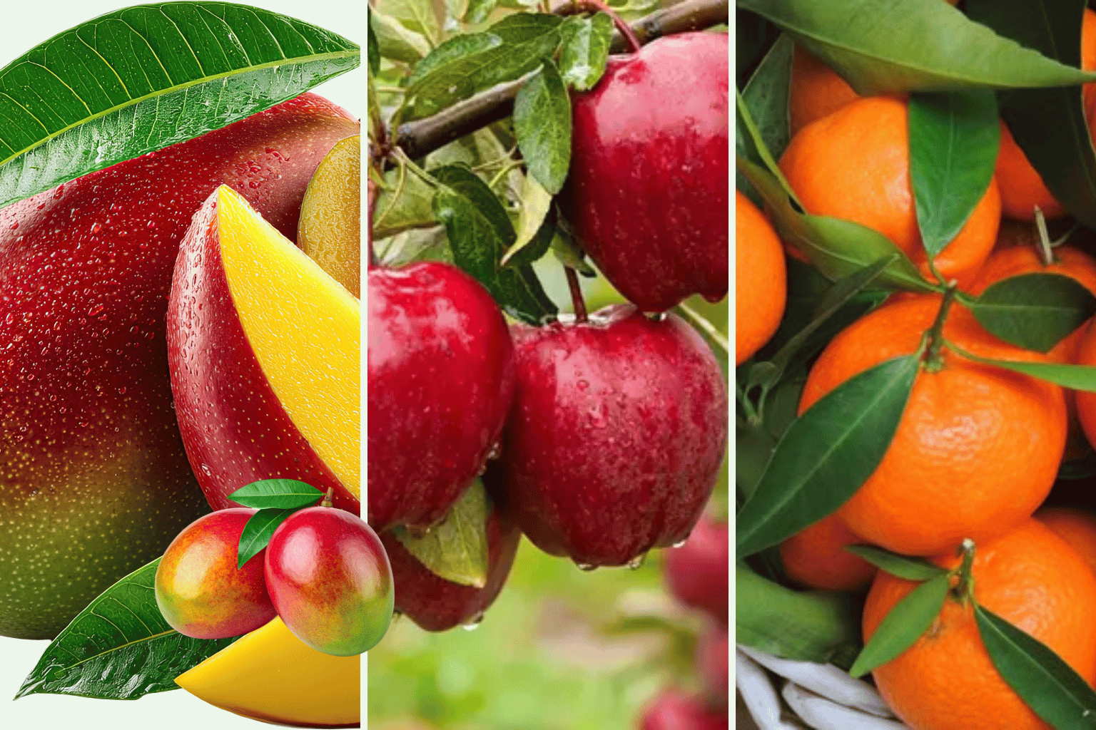 Fruits Wholesaler And Suppliers in India