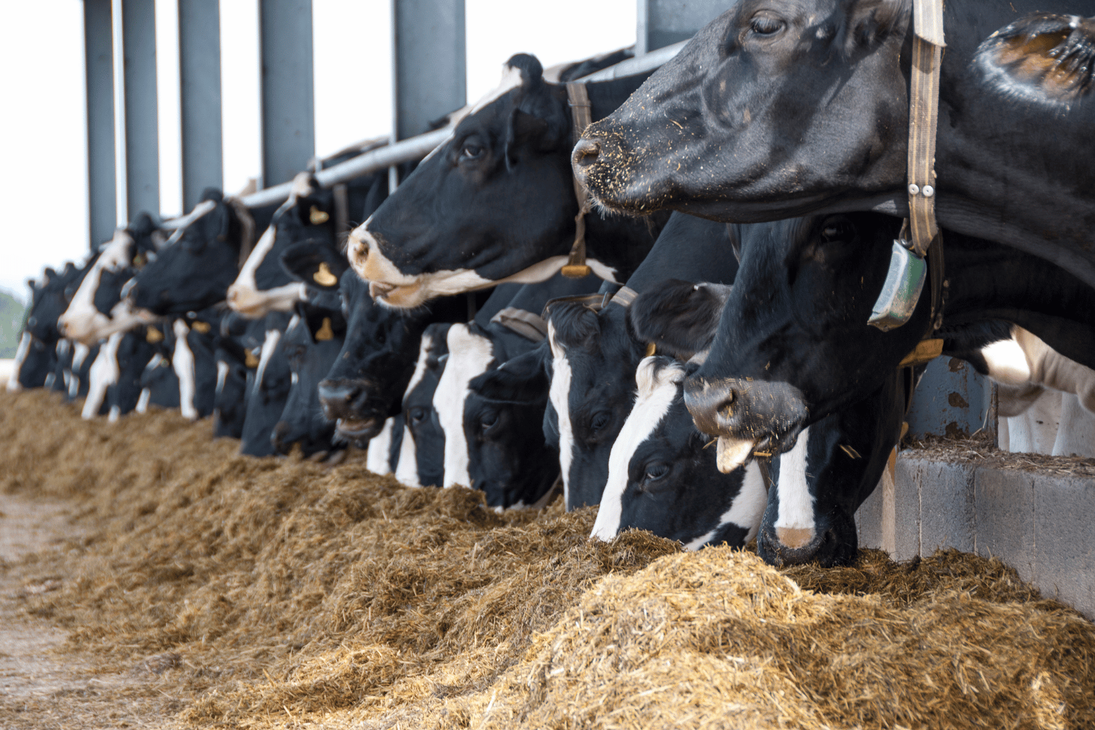 Cattle Feed Wholesaler and Suppliers in India