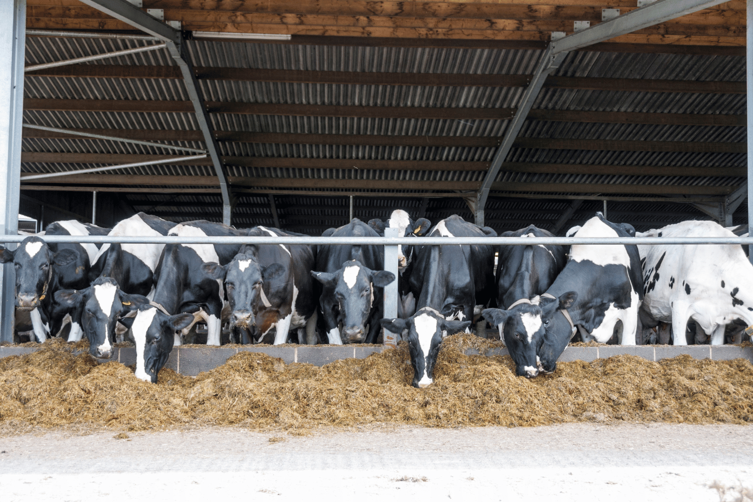 Cattle Feed Wholesaler and Suppliers in India