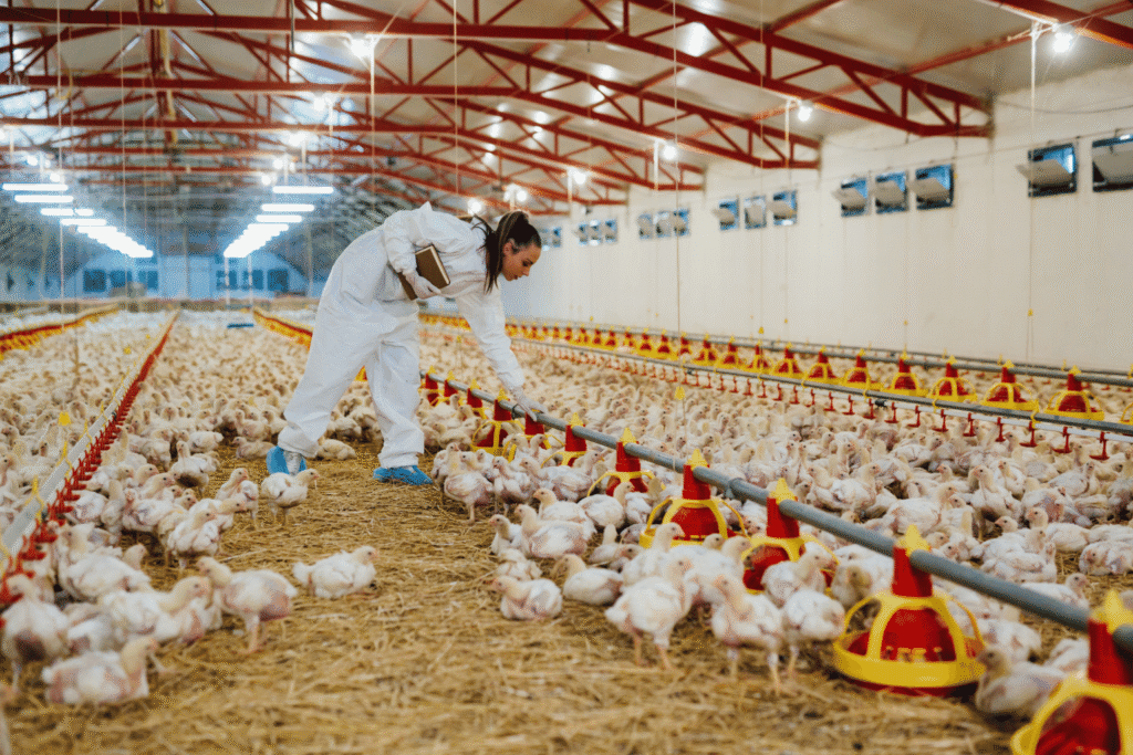 Chicken Farms Manufacturer and Supplier in India (3)