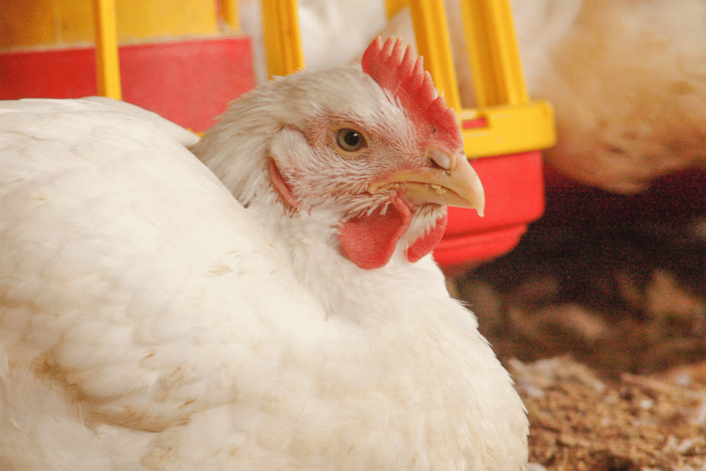 Chicken Farms Manufacturer and Supplier in India (5)