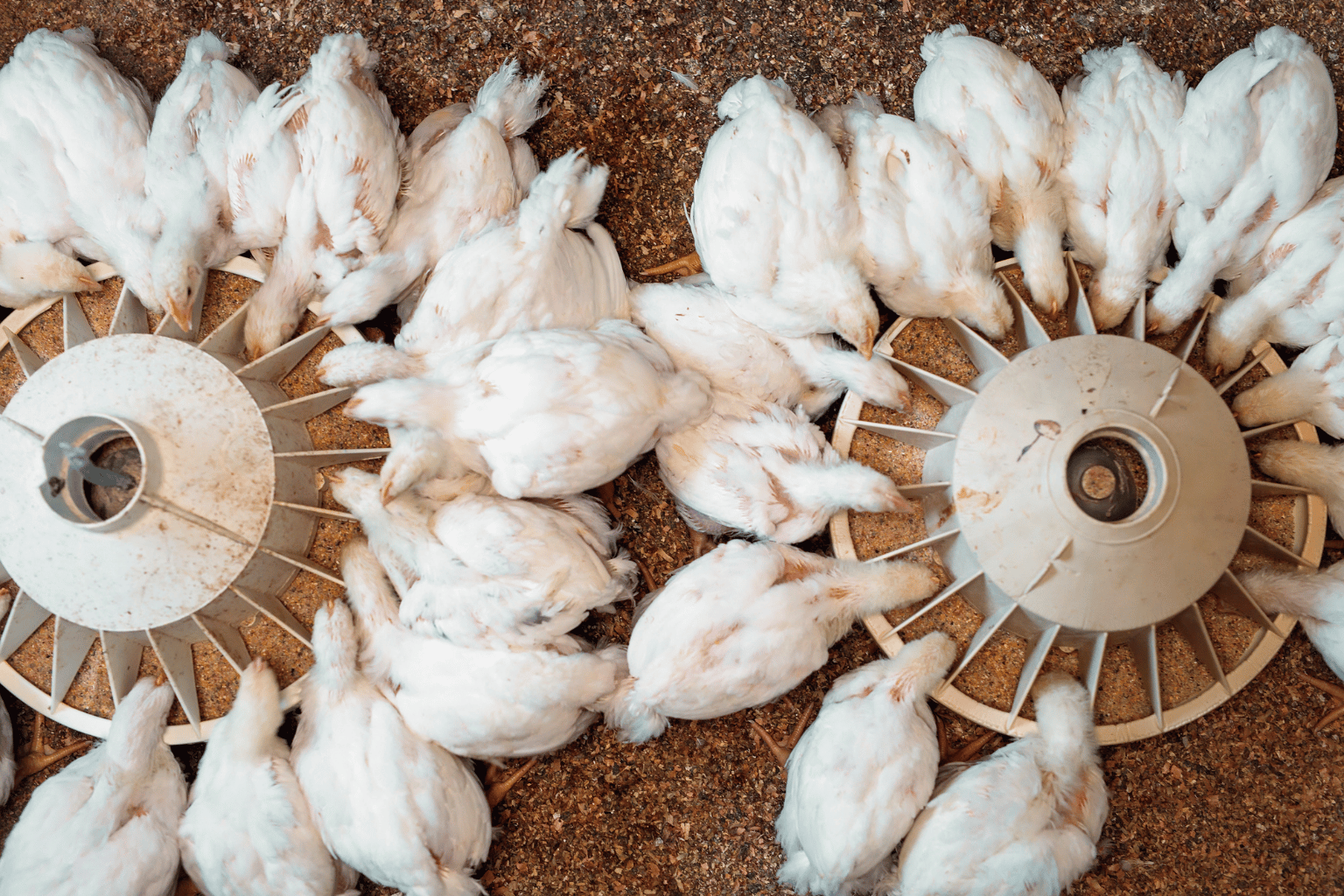 Chicken Farms Manufacturer and Supplier in India (5)