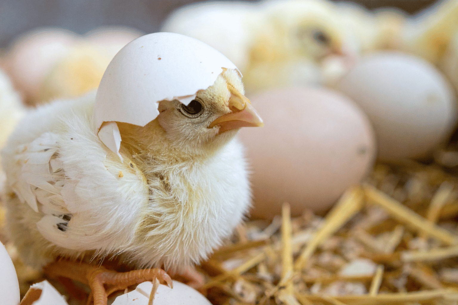 Chicken Farms Manufacturer and Supplier in India (5)