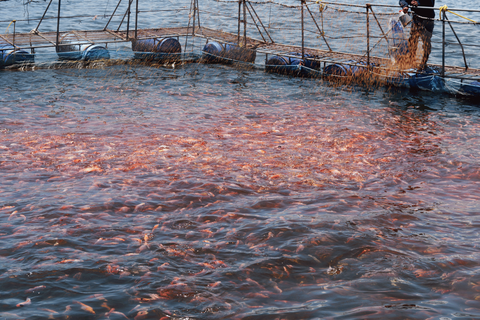 Fish Feed Manufacturers in India (4)