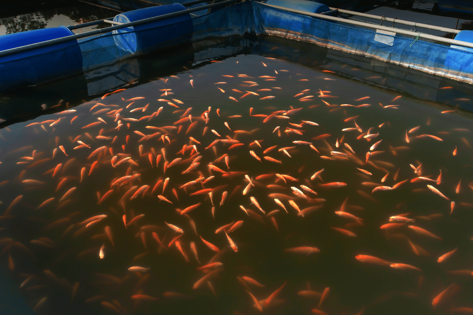 Fish Feed Manufacturers in India