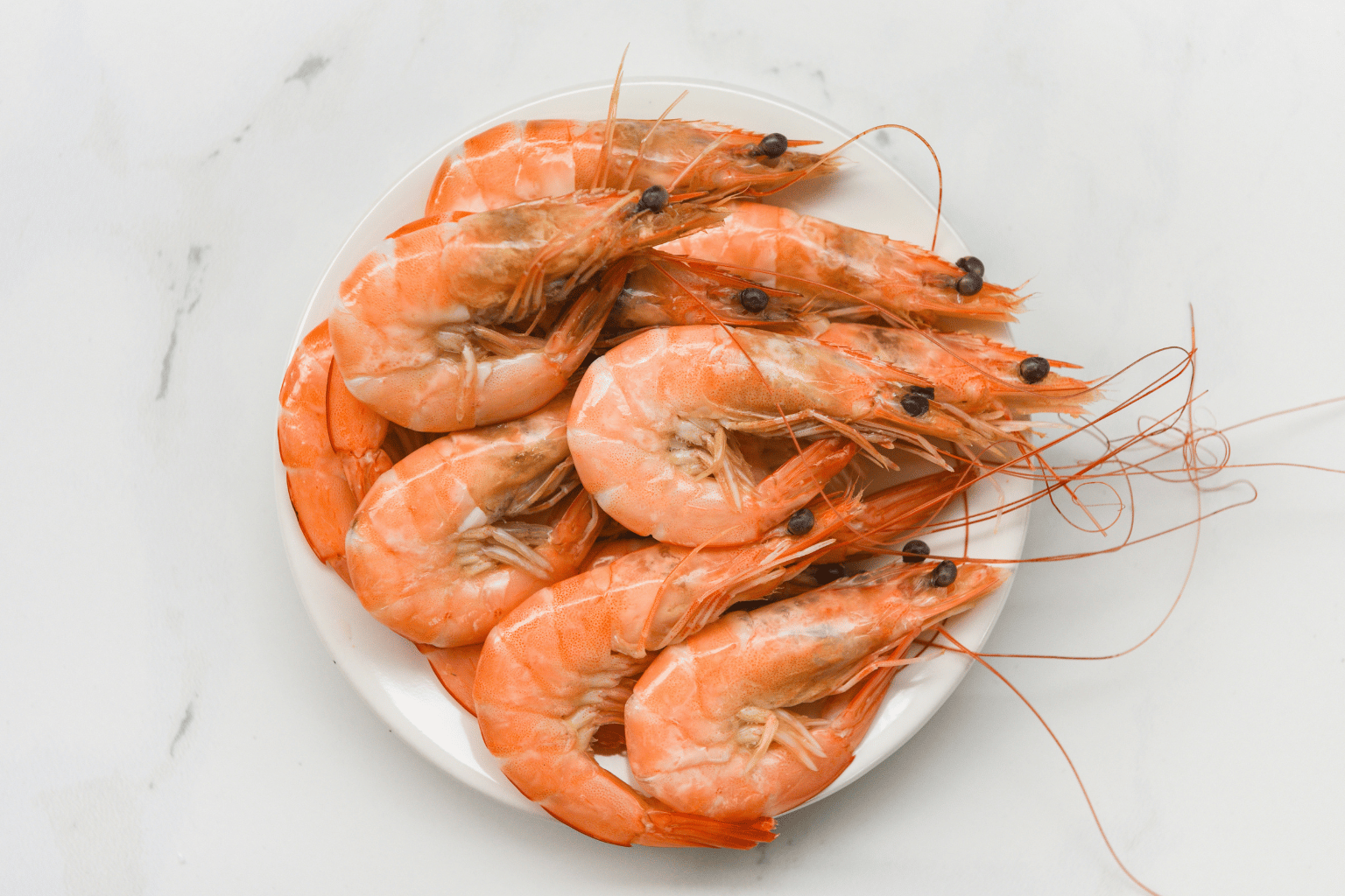 Fresh and Frozen Fish Wholesalers in India