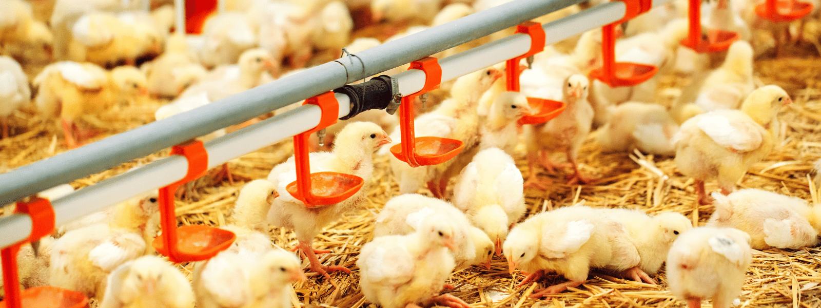 Leading Poultry Farming Company in India (1)