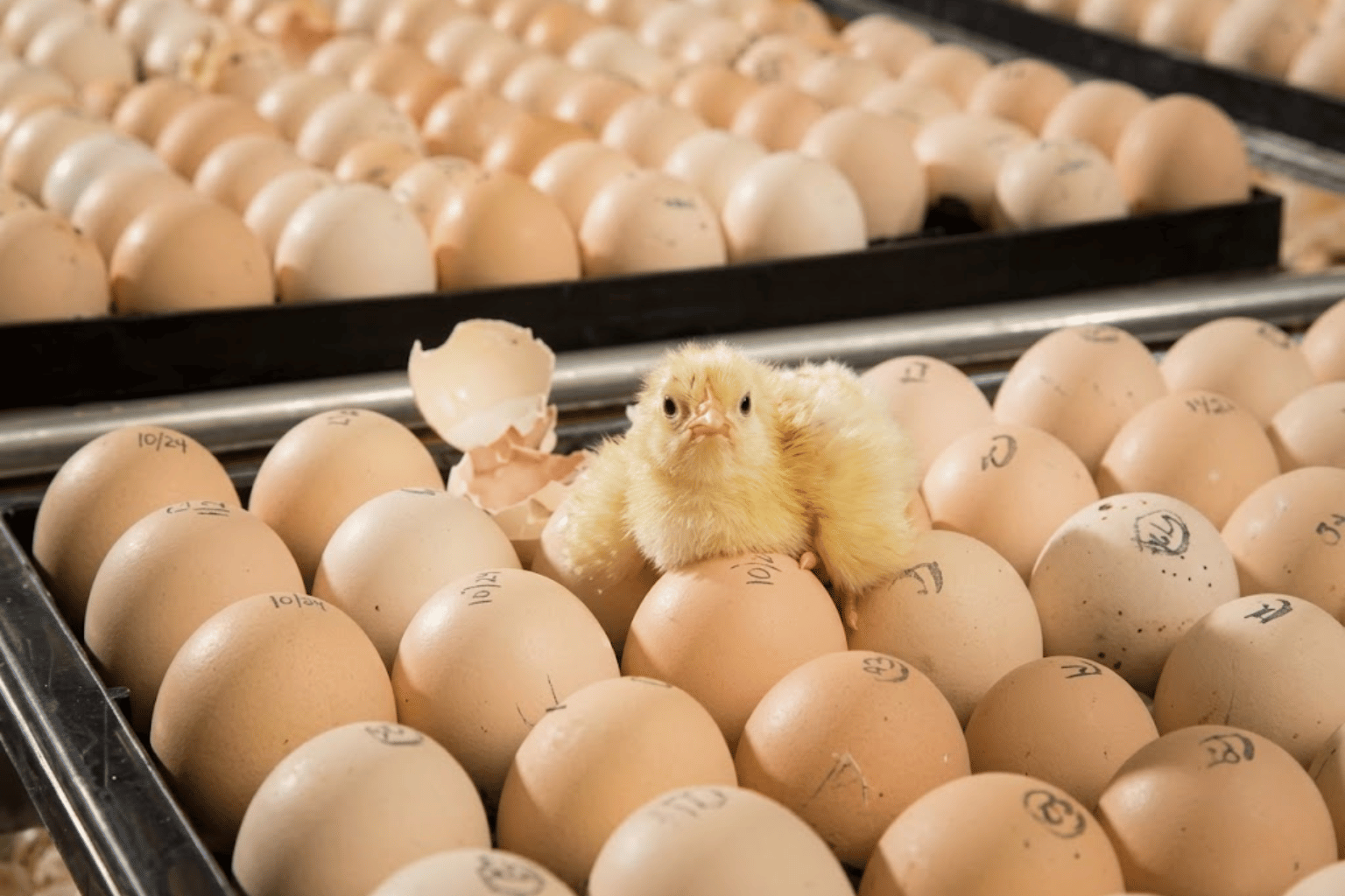 Poultry Breeder Farming in India (3)