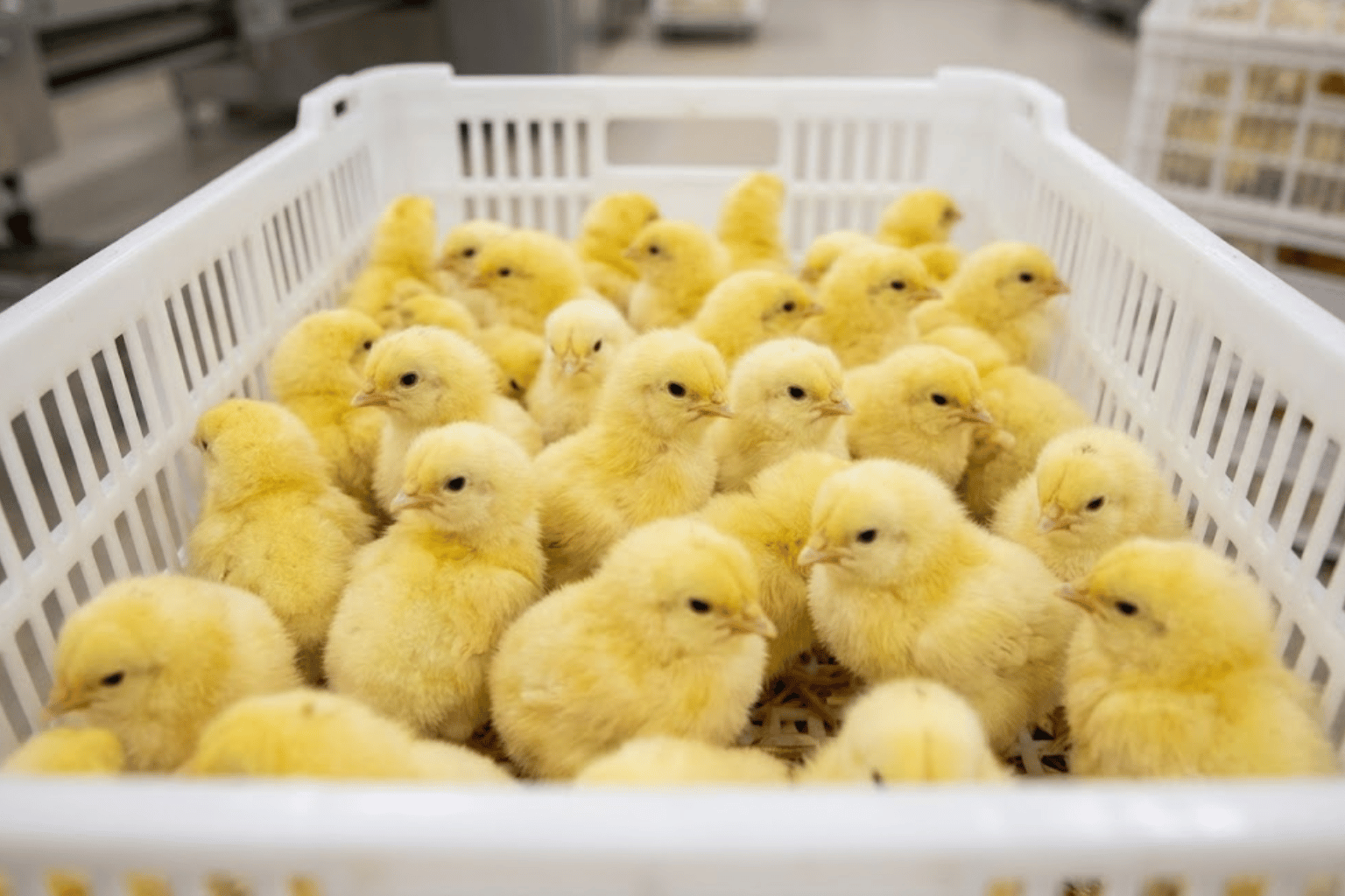 Poultry Breeder Farming in India (3)