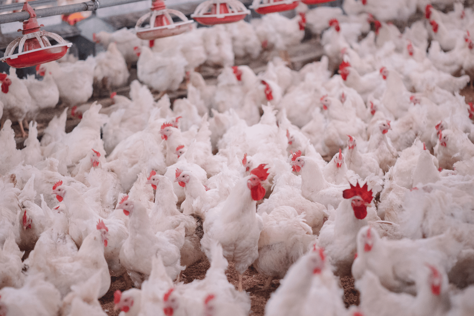 Poultry Farming Company in India (11)