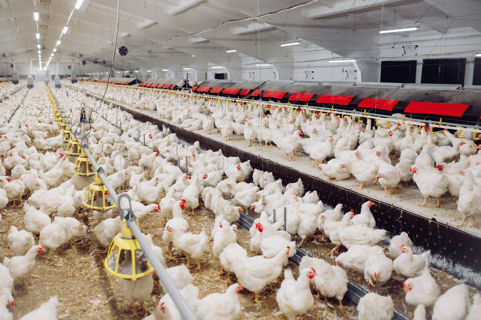 Poultry Farming Company in India (11)
