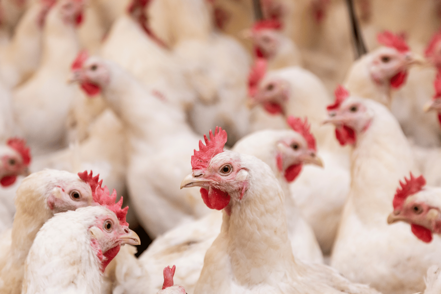 Poultry Farming Company in India (2)