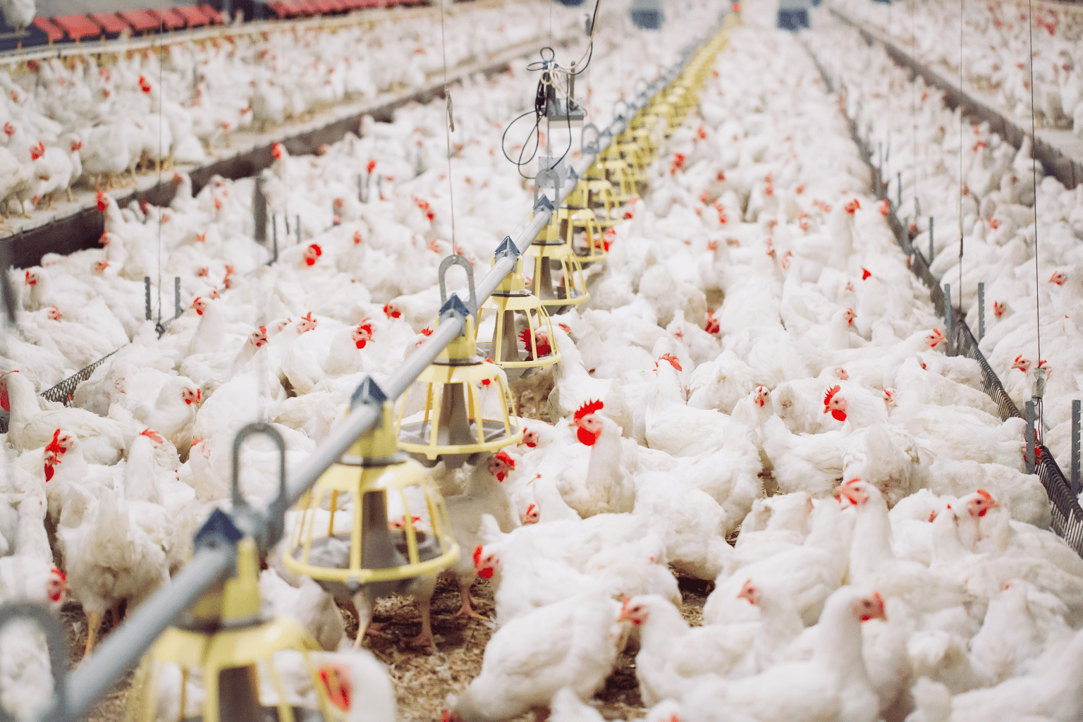 Poultry Farming Company in India (11)