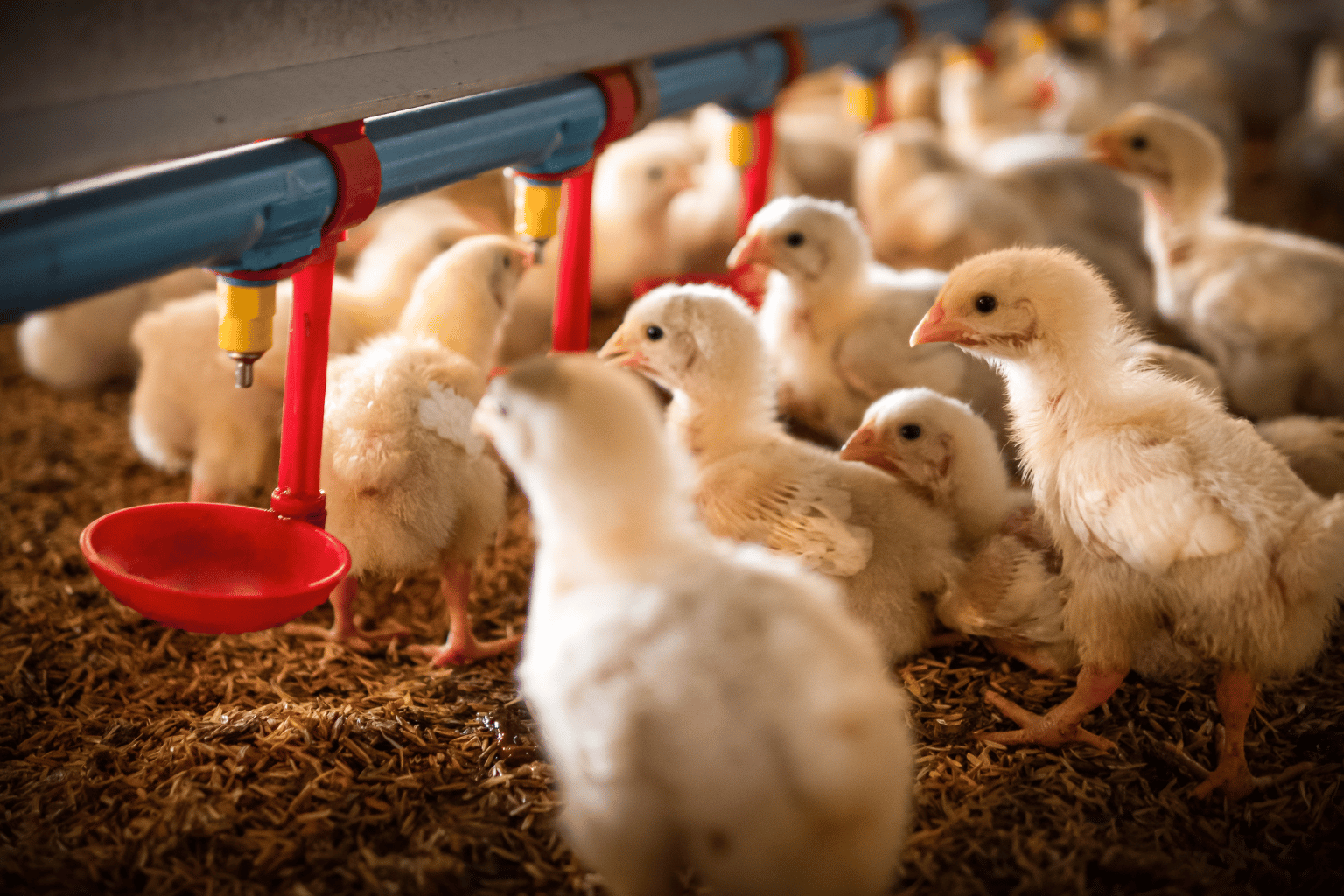 Poultry Farming Company in India (11)