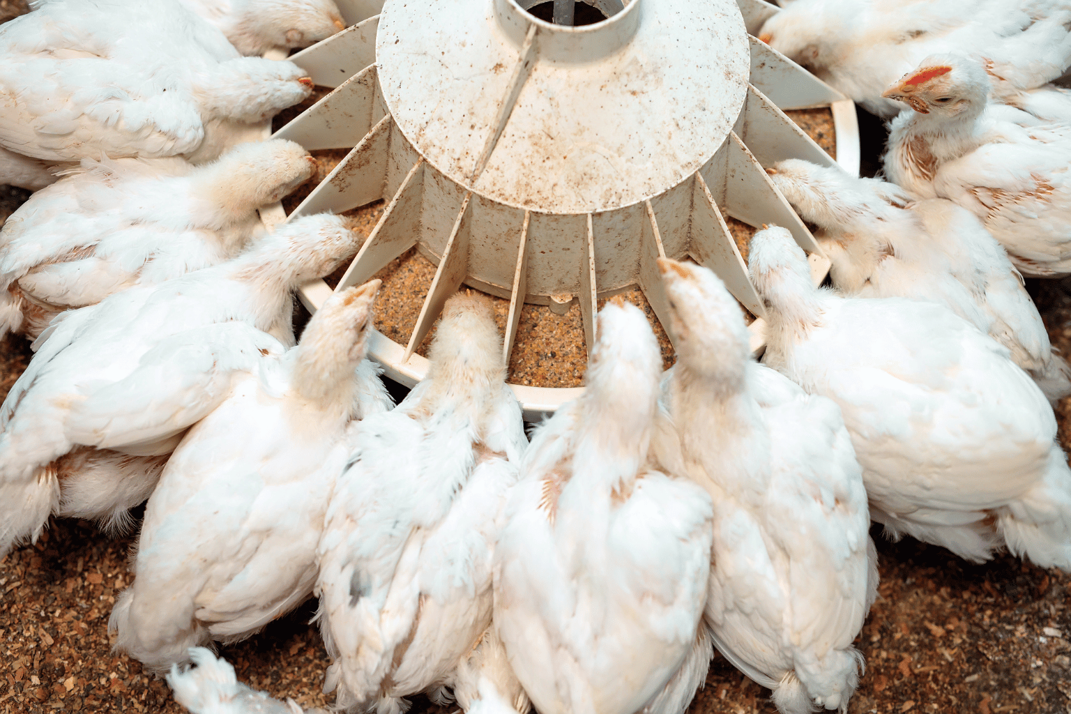 Poultry Farming Company in India (11)