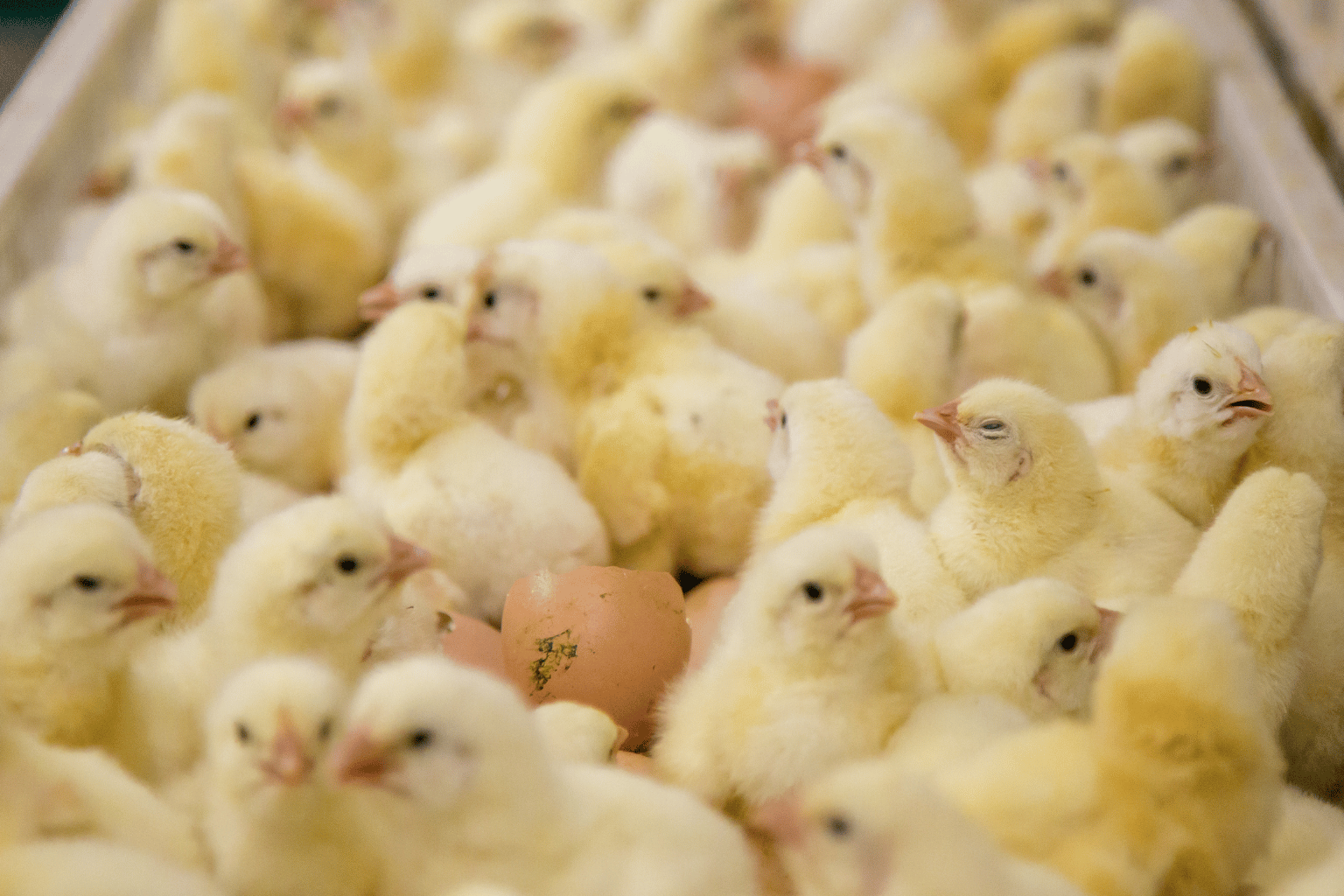 Poultry Farming Company in India (11)