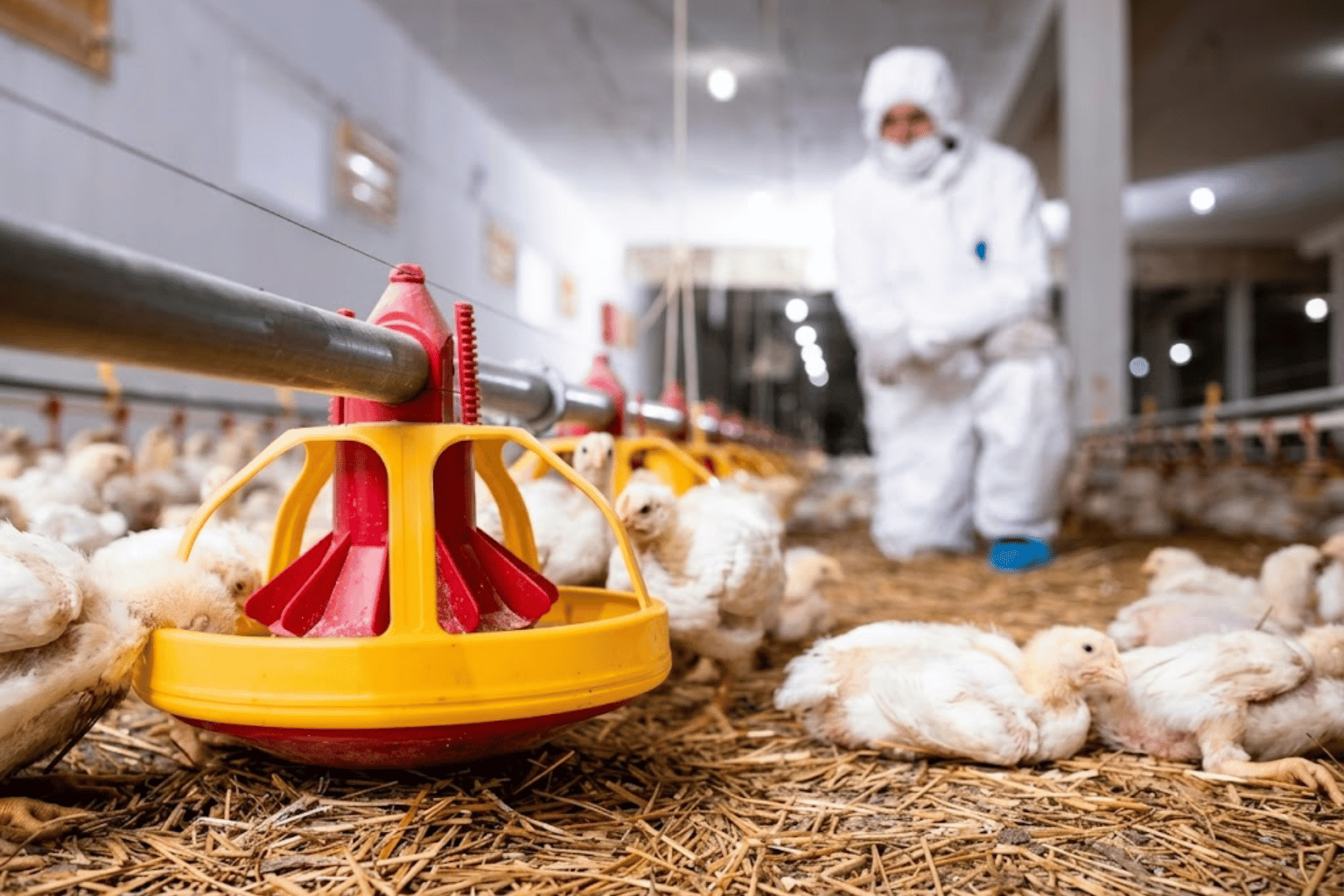 Poultry Farming Company in India (11)