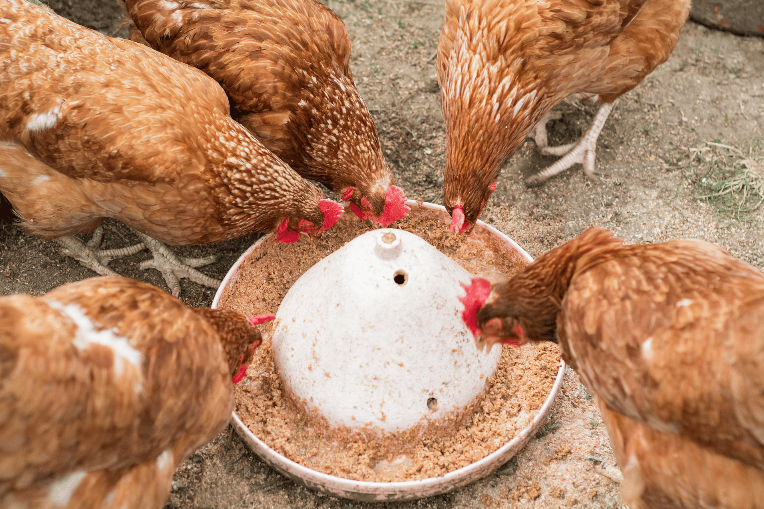 Poultry Feed Wholesalers and Suppliers in India_ (1)