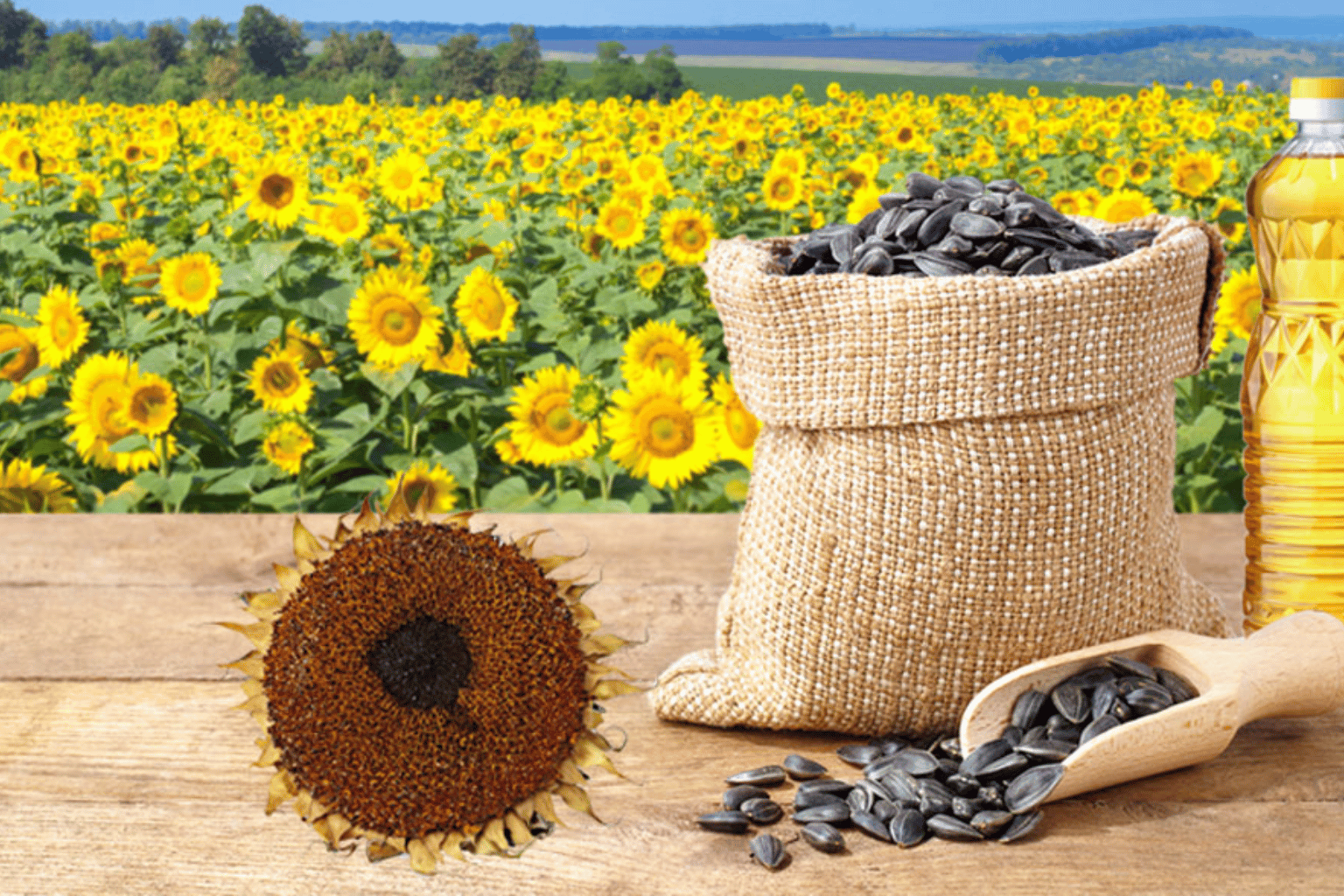 Refined Sunflower Oil Processing and Largest Producer in India