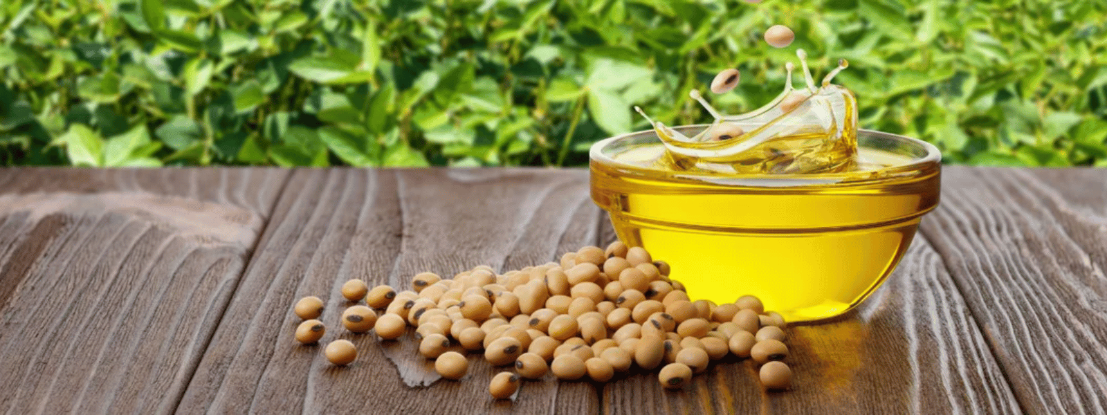 Refined Soya Oil Manufacturers and Suppliers in India
