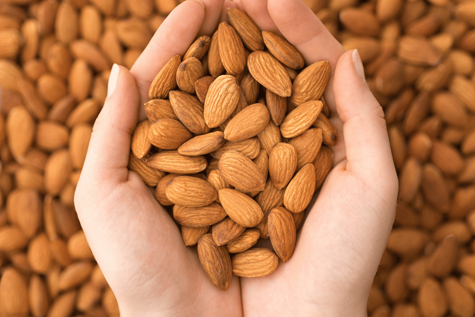 Almond Suppliers in India