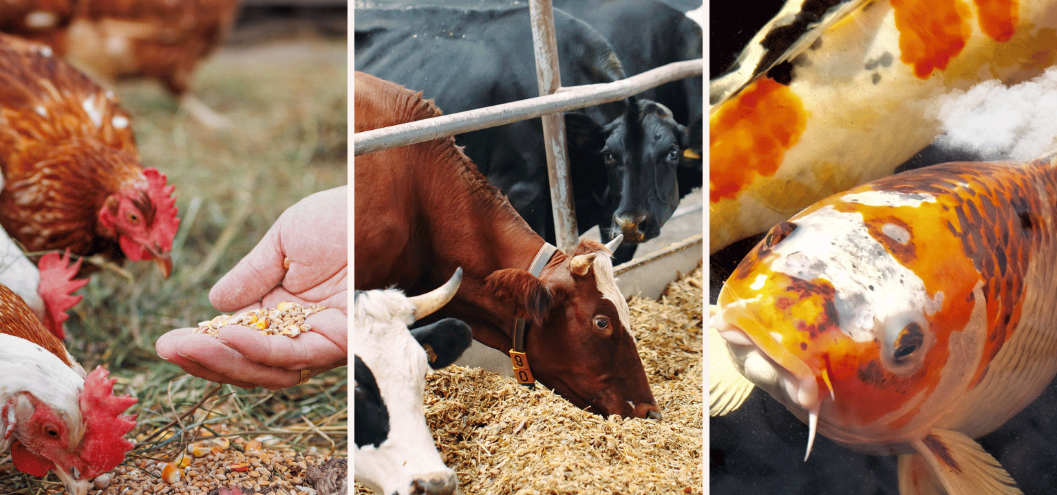 Animal Feed Manufacturers and Suppliers in India – ALMS Group