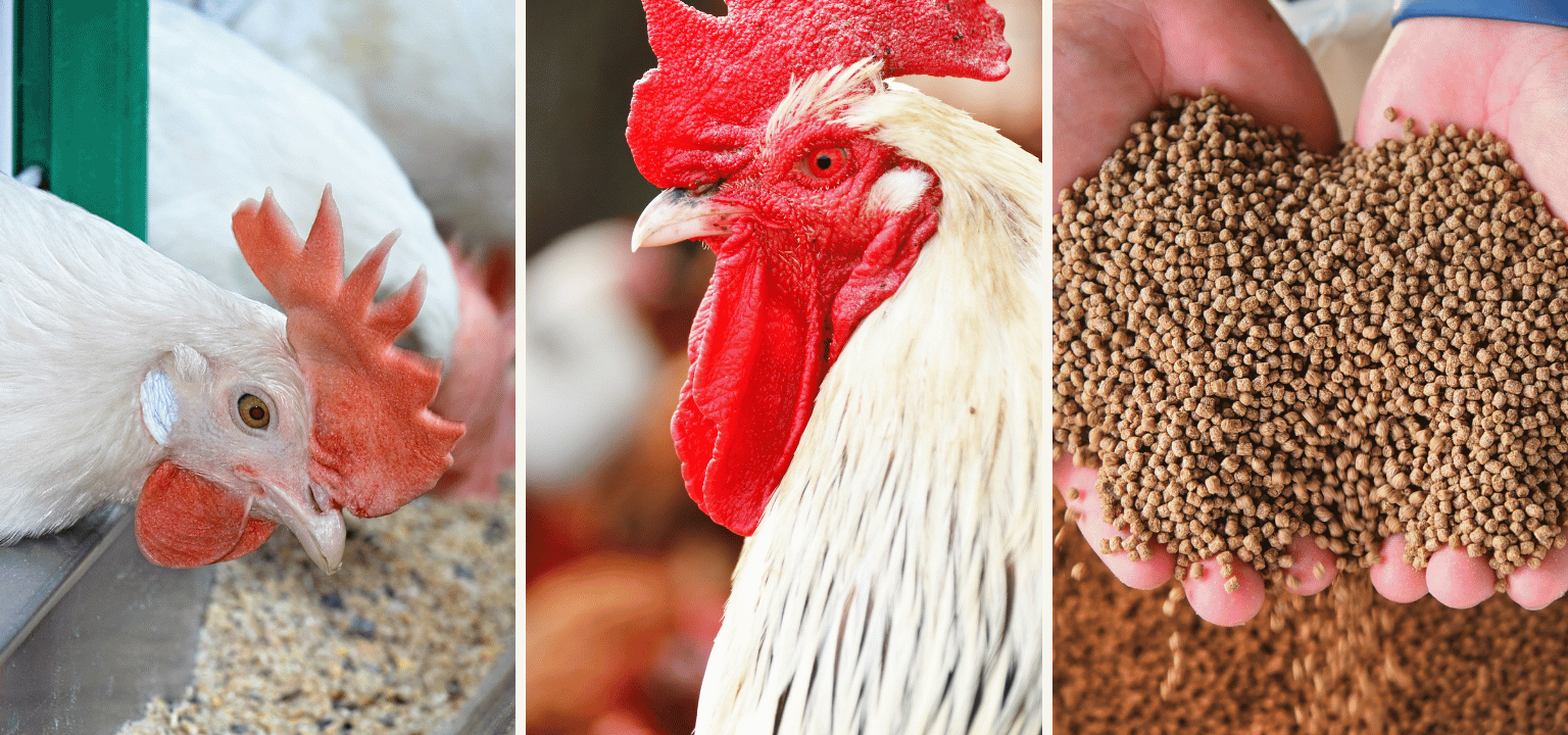 Poultry Feed Manufacturers and Suppliers in India – ALMS Group