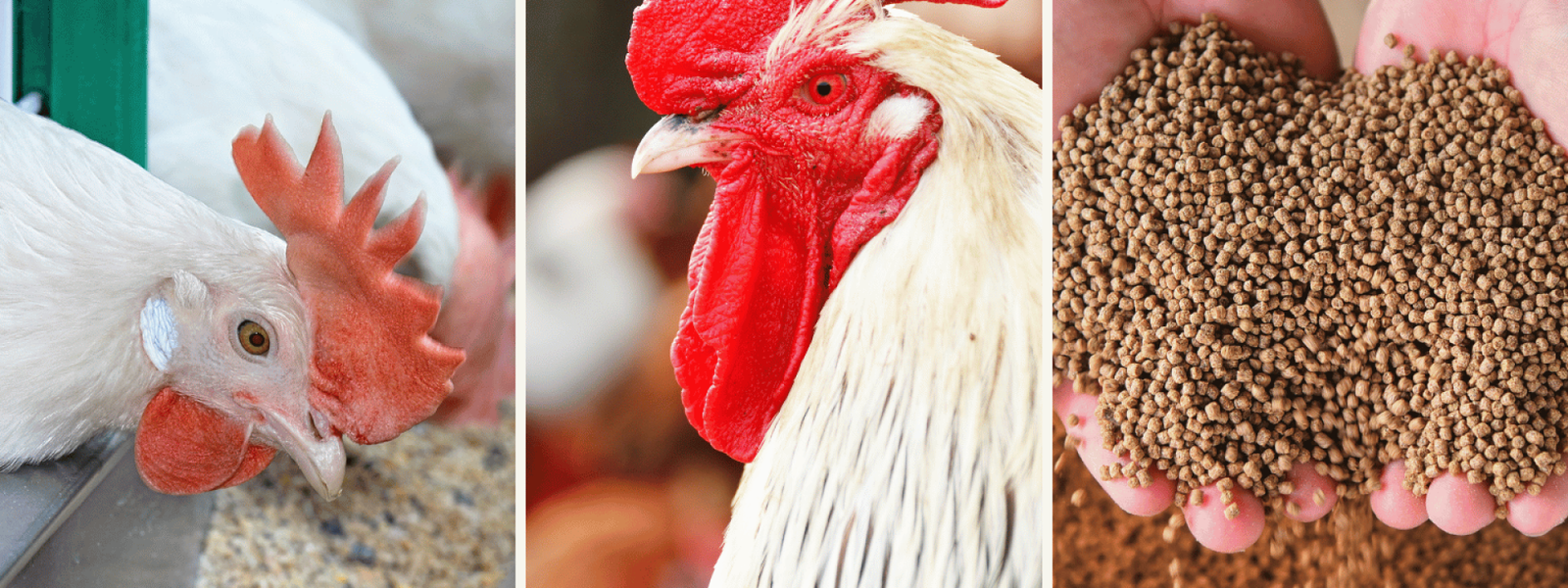 Poultry Feed Wholesalers and Suppliers in India​